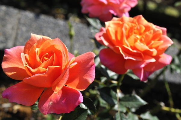 ディズニーランドローズ