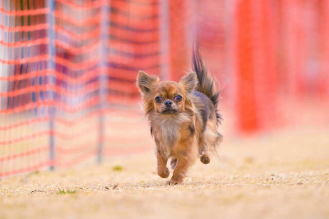 【YOKOHAMA GOGO DOG FES 2024 Autumn】「GOGOドッグレース GP 2024」犬種ごとの開催です