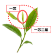 手摘みした新芽「一芯」のみを使用し、味わいまろやかに