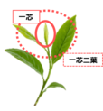 手摘みした新芽「一芯」のみを使用し、味わいまろやかに