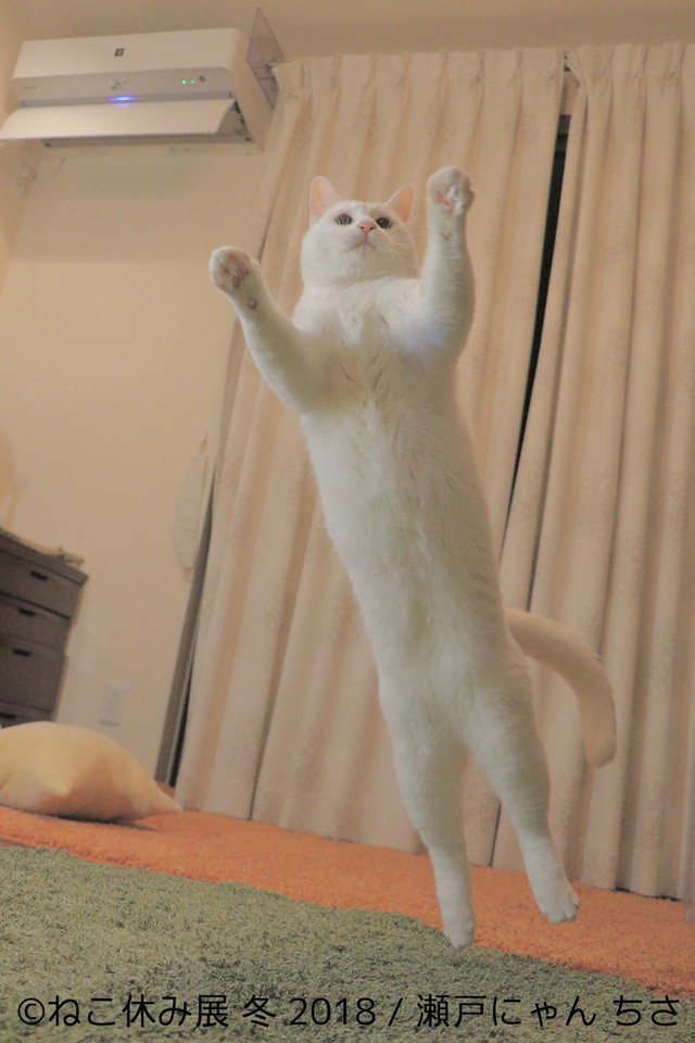 瀬戸にゃんちさ