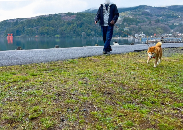 【Rakuten STAY FUJIMI TERRACE 箱根芦ノ湖】朝は人も少なく快適にお散歩できます