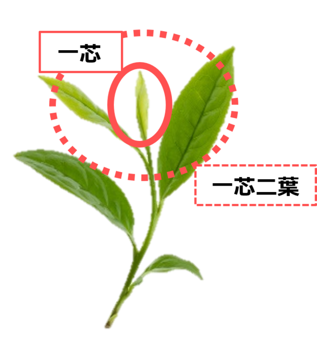 手摘みした新芽「一芯」のみを使用し、味わいまろやかに