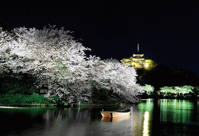 観桜の夕べ（神奈川／本牧）