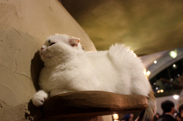 可愛くてキュンキュンする「吉祥寺ねこ祭り」の猫たち