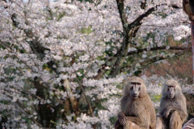 桜とサルの共演｜日本モンキーセンター