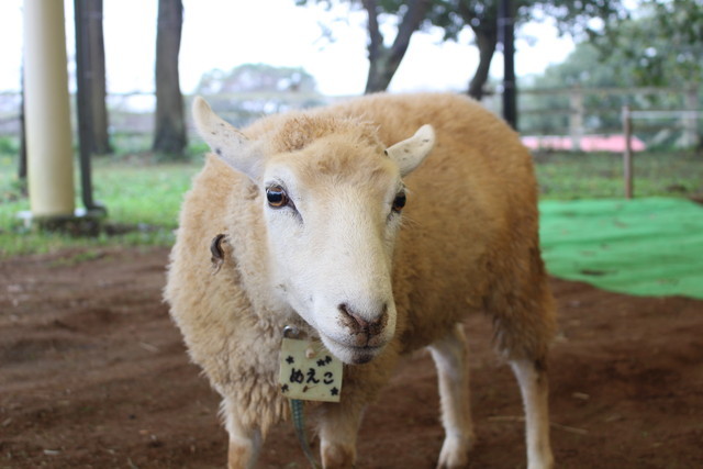 切れ長の瞳が美しい「美人すぎるヒツジのめえこ」（成田ゆめ牧場）