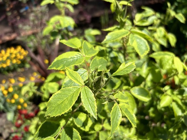 【国営武蔵丘陵森林公園】植物に親しめる