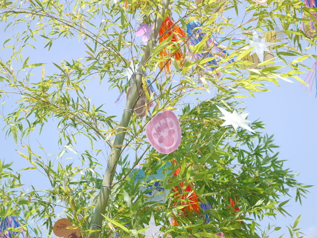 東京ディズニーシー「ディズニー七夕デイズ」