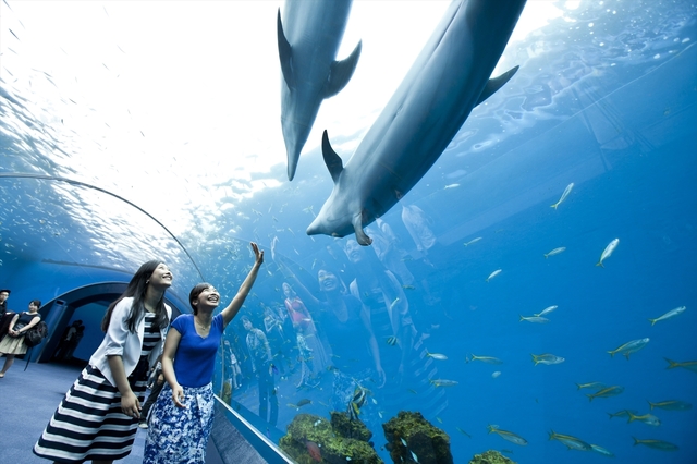 「ドルフィンファンタジー」にいるバンドウイルカはサービス精神旺盛で一緒に遊んでくれることも