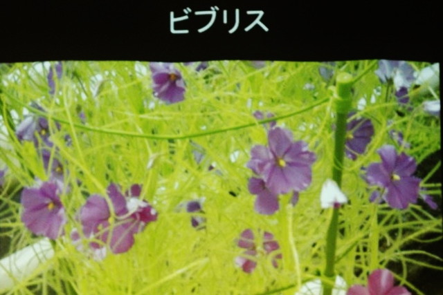 食虫植物トークショー/ビブリス