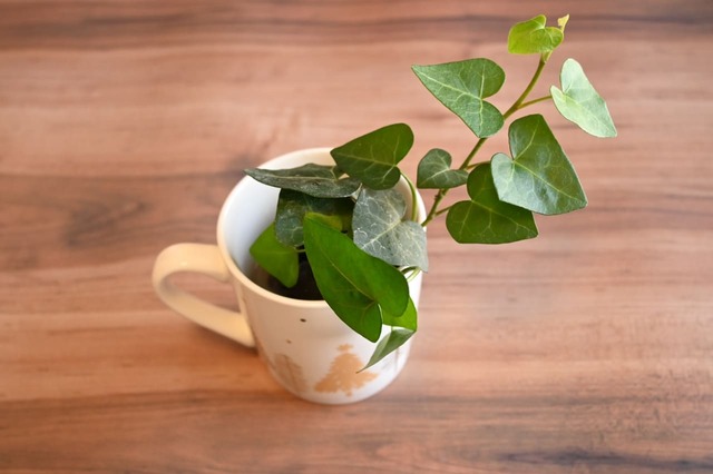 ヘデラ・エバーハート