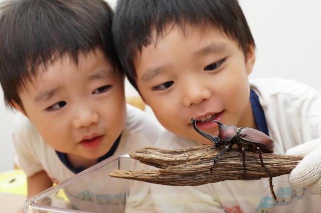 デカイ虫かご イメージ