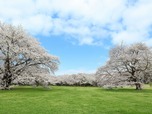 【国営昭和記念公園】桜の園のソメイヨシノ