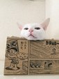 VISUMALで保護されている猫　
