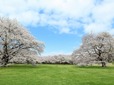 【国営昭和記念公園】桜の園のソメイヨシノ