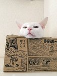 VISUMALで保護されている猫　
