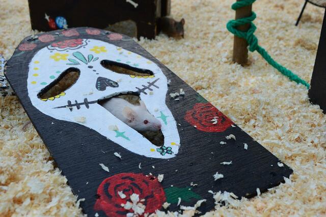 【のげやまハロウィン】「ねずみワールド」のハロウィン装飾（野毛山動物園提供）