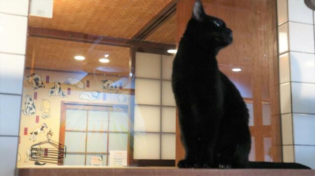 【ねこ浴場 体験レポ】寝床スペースの窓から眺めたい景色