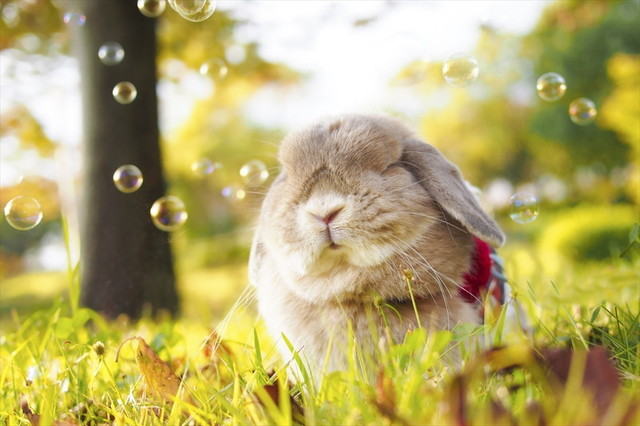 うさぎしんぼる展