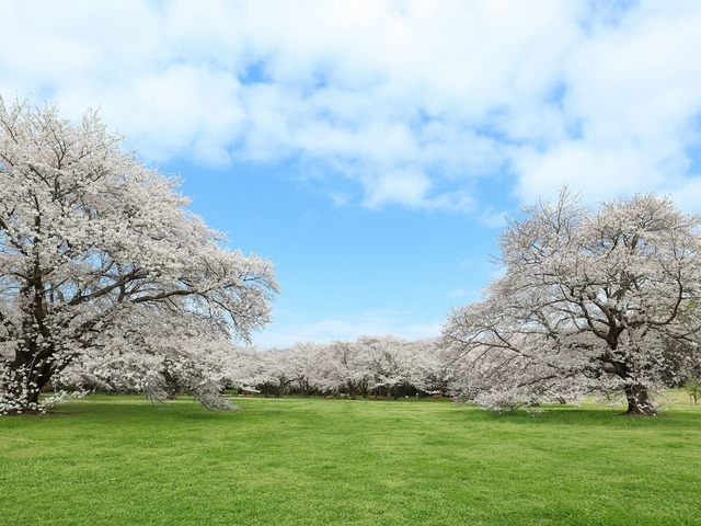 【国営昭和記念公園】桜の園のソメイヨシノ