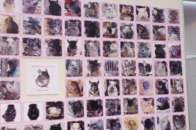 Japan Chinchilla Festival