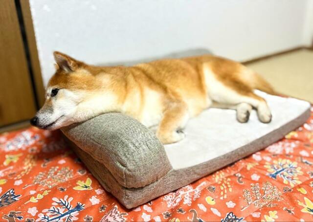 【カインズのカスタマイズペットベッド】あごのせ枕を使うとちょうど良いサイズ感になるかも！