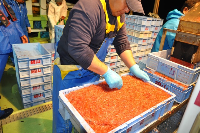 鮮度が落ちやすい桜えびを徹底管理