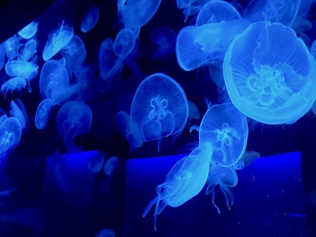 京都水族館 ミズクラゲ