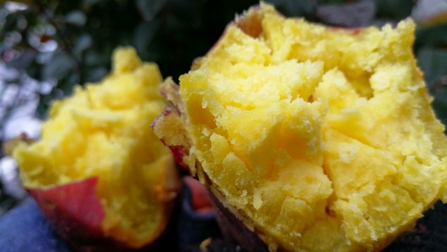 おいもやさんmoimoi_べにあずま