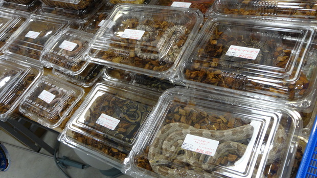 「東京レプタイルズワールド2014」に集まった動物たち