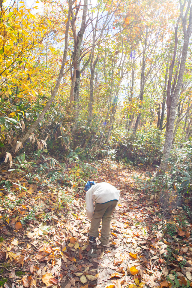 白馬岩岳「ねずこの森」 