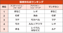 猫種別名前ランキング【ペットの名前ランキング2023】