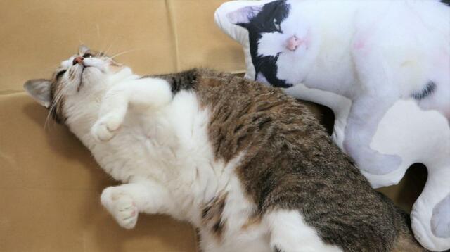 【ワールドライド百貨店 オリジナルペットクッション】甘えて偶然同じポーズ！