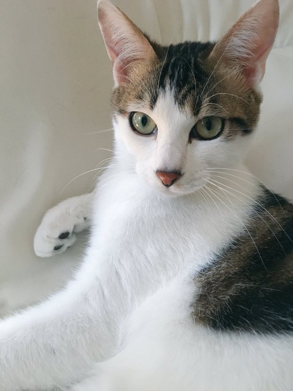 VISUMALで保護されている猫