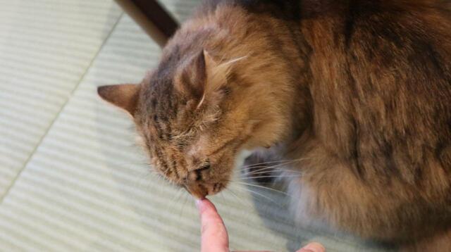 【ねこ浴場 体験レポ】念願の鼻つんつん