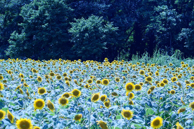 世田谷・こうちゃんちの野菜in世田谷