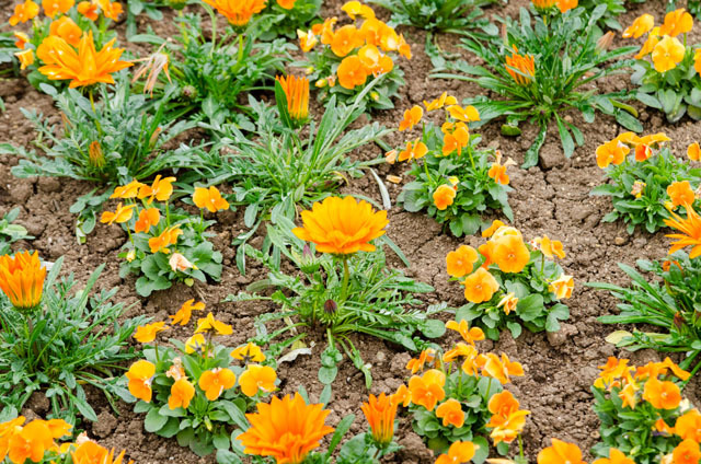 メディテーレニアンハーバー/東京ディズニーシー「ディズニー・イースター2015」©Disney