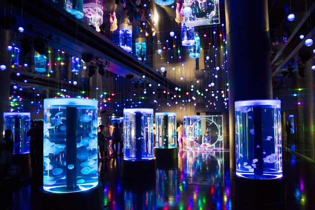 ジェリーフィッシュランブル / エプソン アクアパーク品川