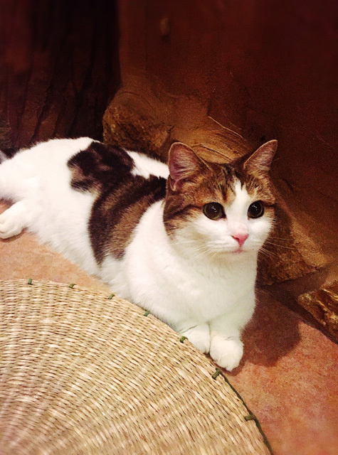 可愛くてキュンキュンする「吉祥寺ねこ祭り」の猫たち