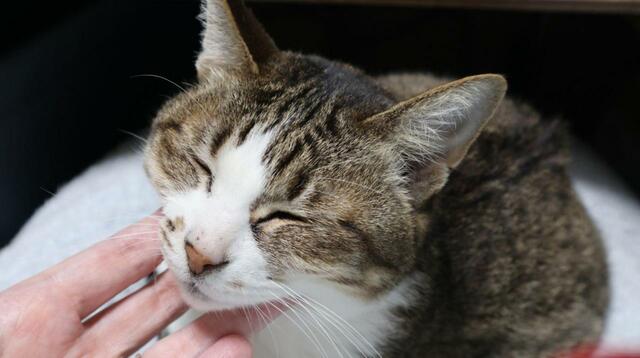 【SwitchBot 見守りカメラ 】「帰宅した飼い主の膝の上がいちばんニャ」という顔