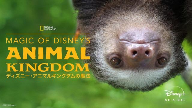 『Magic Of Disney's Animal Kingdom ディズニー・アニマルキングダムの魔法』 