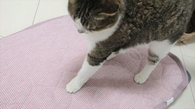 【ニトリ ペット用クッション】踏み心地を確かめてる…？