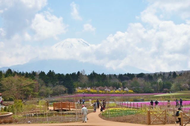 取材時は雲が多く、富士山と芝桜のコラボはほんの一瞬だけ