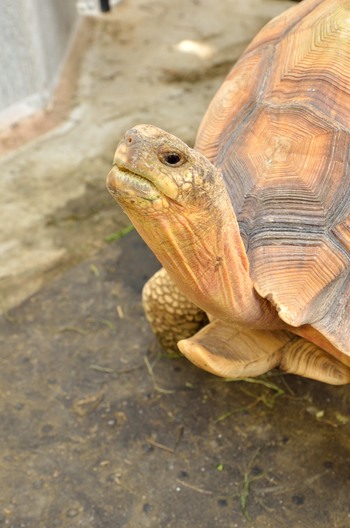 横浜 野毛山動物園のカメは 密輸 されたカメって本当 1 3 ウレぴあ総研