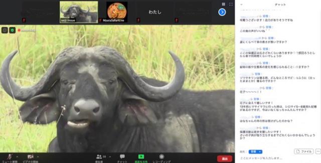 巨体と角がいかついバッファローが、のんびりと口を左右ずらしながら反芻する姿に癒されました！
