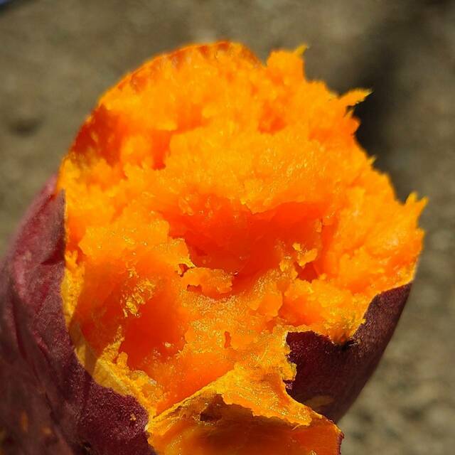 オレンジ色のさつまいも