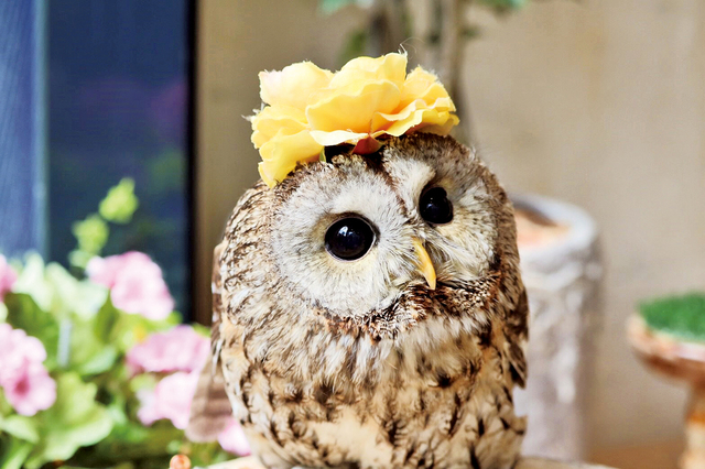 フクロウのお庭～Owl’s Garden～