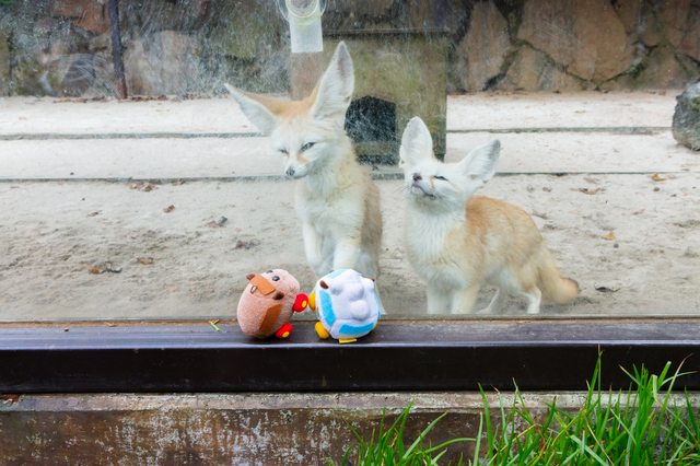 伊豆シャボテン動物公園【PUI PUI モルカー×カロッツェリア】