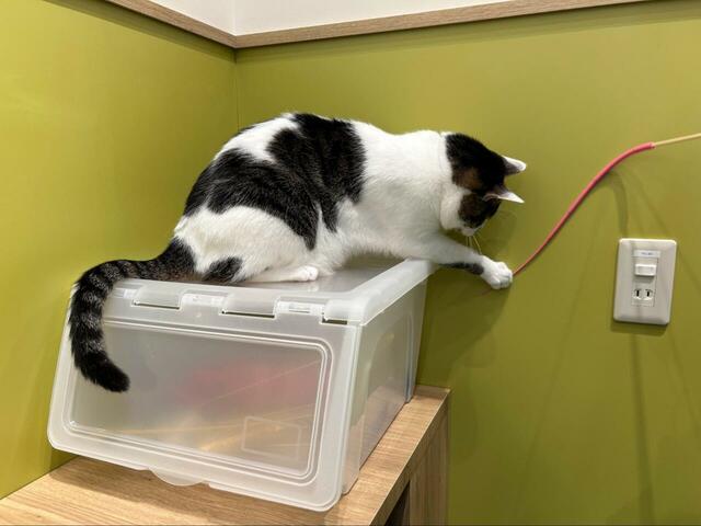 常設されている保護猫とのふれあい型譲渡施設「ライフハウス」ではおもちゃでネコちゃんと遊ぶことができます